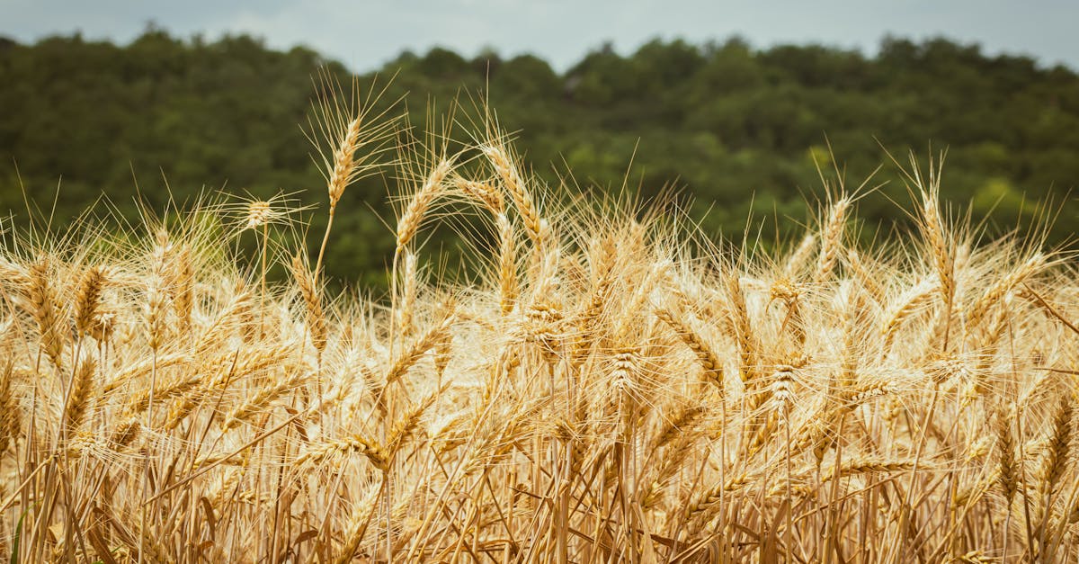 découvrez des alternatives écologiques pour un mode de vie durable. apprenez comment adopter des solutions respectueuses de l'environnement qui préservent notre planète tout en répondant à vos besoins quotidiens.