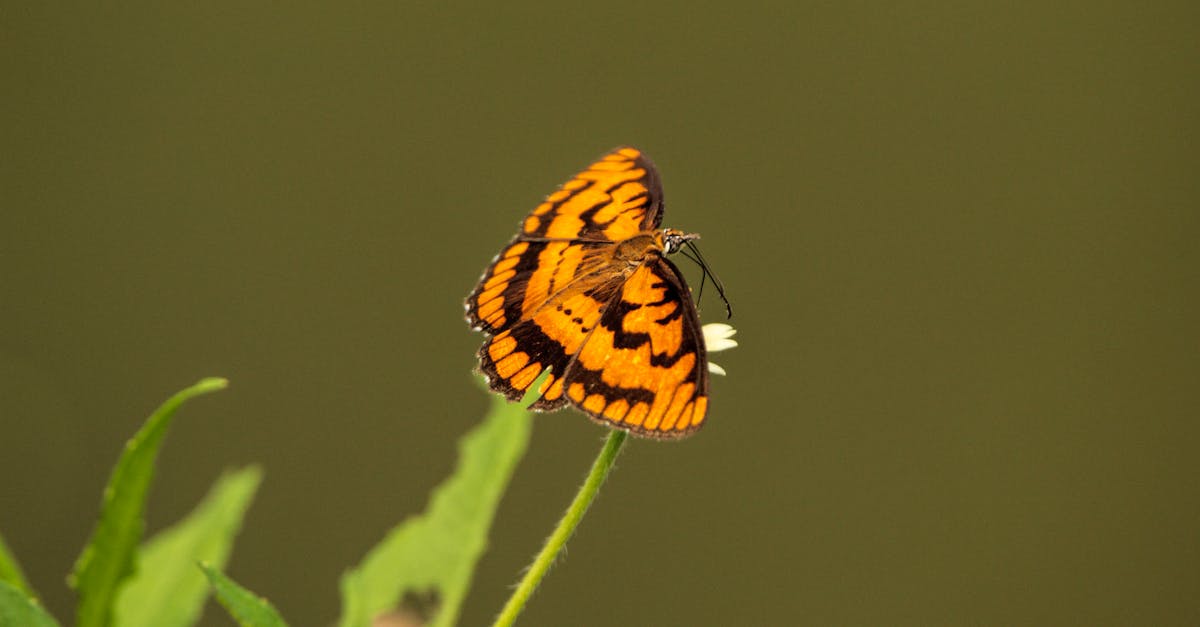 découvrez les impacts environnementaux majeurs qui affectent notre planète. analyse des conséquences des activités humaines sur la biodiversité, le climat et les ressources naturelles. engagez-vous pour un avenir plus durable en comprenant les enjeux écologiques actuels.