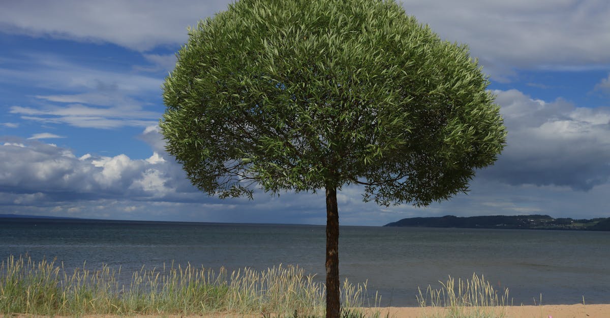 découvrez les impacts environnementaux majeurs qui affectent notre planète. explorez les conséquences des activités humaines sur les écosystèmes et les solutions pour un avenir durable.