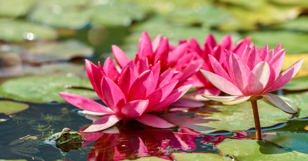 découvrez des astuces efficaces pour réduire les déchets de jardin. optimisez votre jardinage tout en préservant l'environnement, avec des solutions simples pour composter, recycler et valoriser vos déchets verts.