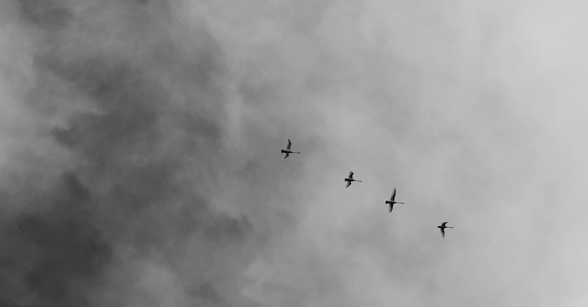 découvrez le minimalisme, un art de vivre qui prône la simplicité et l'épure. apprenez à réduire l'encombrement, à favoriser l'essentiel et à créer un espace de vie harmonieux et apaisant.