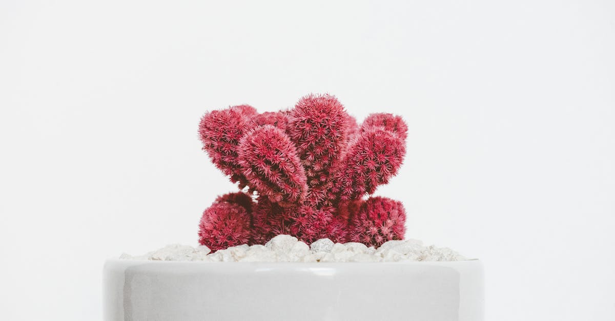 découvrez l'art du minimalisme, un style de vie qui prône la simplicité et l'épure. apprenez à désencombrer votre espace et votre esprit pour mieux apprécier l'essentiel.
