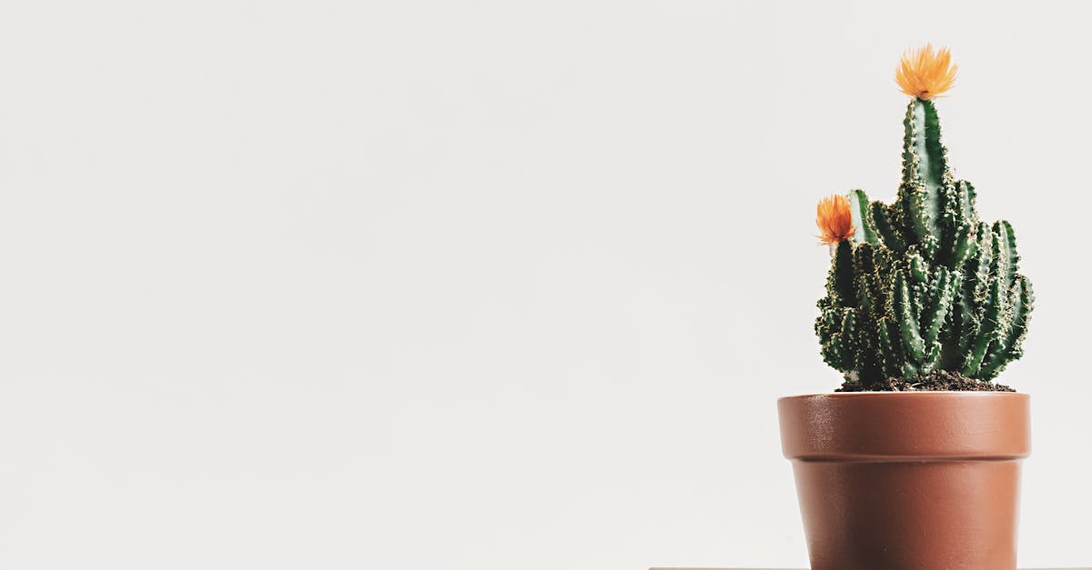 découvrez le minimalisme : un art de vivre qui prône la simplicité, l'épuration et l'essentiel. apprenez comment adopter ce mode de vie pour réduire le superflu et enrichir votre quotidien grâce à des choix réfléchis et un espace de vie dégagé.