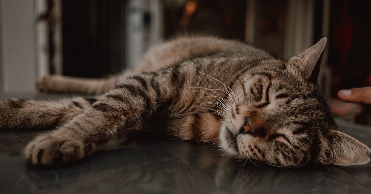 découvrez des stratégies efficaces pour réduire les déchets liés aux animaux de compagnie. apprenez à adopter des pratiques durables qui minimisent l'impact environnemental tout en garantissant le bien-être de votre compagnon à quatre pattes.