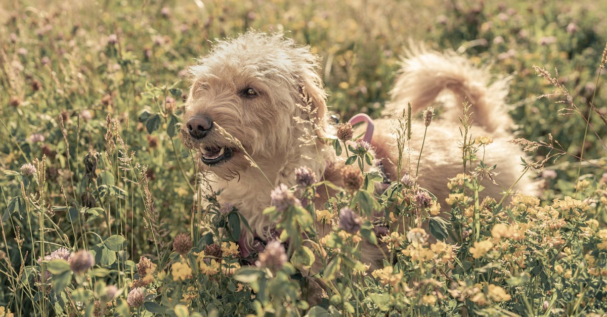 découvrez des stratégies efficaces pour réduire les déchets issus des animaux de compagnie. apprenez des conseils pratiques pour gérer les résidus d'animaux tout en préservant l'environnement et en contribuant à un mode de vie plus durable.