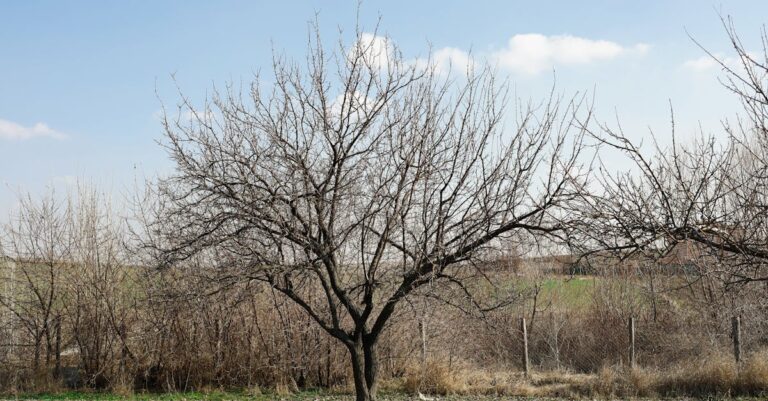 découvrez des solutions éco-responsables pour un mode de vie durable. adoptez des pratiques respectueuses de l'environnement, réduisez votre empreinte carbone et contribuez à la protection de notre planète tout en préservant votre bien-être.