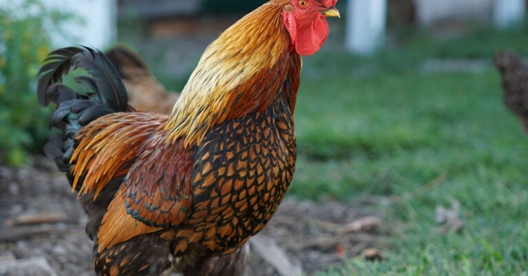 découvrez notre guide complet sur l'installation de poulaillers : conseils pratiques, étapes essentielles et astuces pour créer un habitat sûr et confortable pour vos poules. transformez votre jardin en un espace idéal pour vos animaux tout en ajoutant une touche de charme rustique.