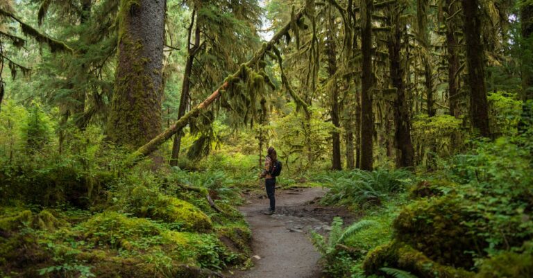 découvrez le bain de forêt, une pratique apaisante qui consiste à s'immerger dans la nature pour améliorer votre bien-être mental et physique. évadez-vous du stress quotidien et reconnectez-vous avec l'environnement à travers des balades relaxantes en pleine nature.