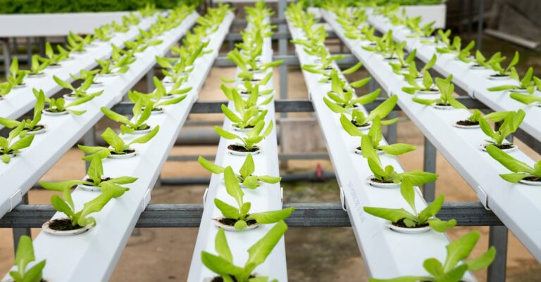 découvrez le monde fascinant de l'agriculture, un secteur vital pour nourrir la population mondiale. explorez les techniques innovantes, les pratiques durables et les dernières tendances de l'agriculture moderne qui façonnent notre futur. informez-vous sur les cultures, l'élevage et les enjeux environnementaux liés à cette industrie essentielle.