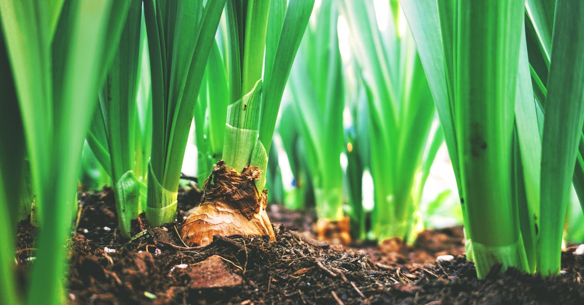 explorez l'univers de l'agriculture, un secteur vital pour notre alimentation et notre environnement. découvrez les techniques modernes, les défis actuels et les innovations qui façonnent l'agriculture durable aujourd'hui.
