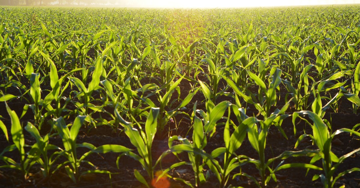 découvrez l'univers de l'agriculture, un secteur vital alliant tradition et innovation. explorez les techniques durables, les cultures variées et les enjeux environnementaux qui façonnent notre avenir alimentaire.