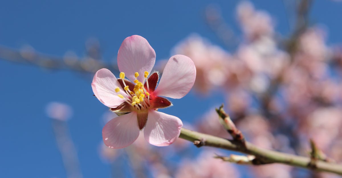 découvrez les bienfaits de l'huile d'amande, un élixir naturel pour votre peau et vos cheveux. riche en vitamines et en acides gras essentiels, elle hydrate, nourrit et revitalise, offrant une douceur inégalée. idéale pour un soin quotidien ou un massage relaxant, intégrez l'huile d'amande dans votre routine beauté et profitez de ses propriétés apaisantes.