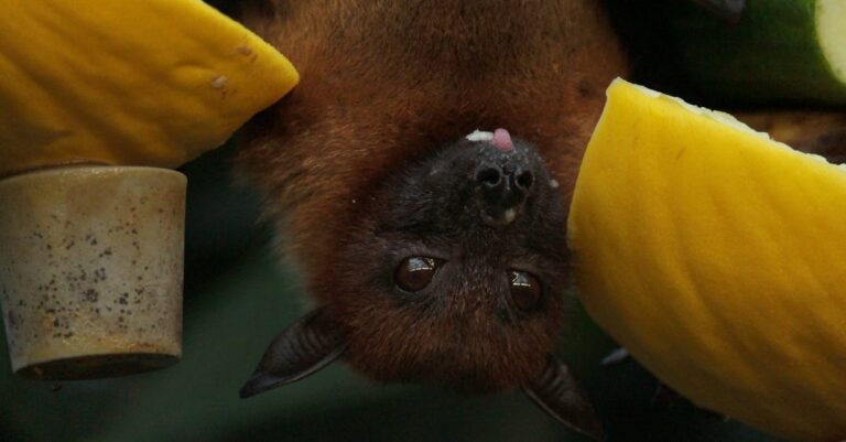 découvrez le monde fascinant des chauves-souris, ces créatures nocturnes aux capacités étonnantes. apprenez-en plus sur leur habitat, leur comportement et leur rôle crucial dans l'écosystème.