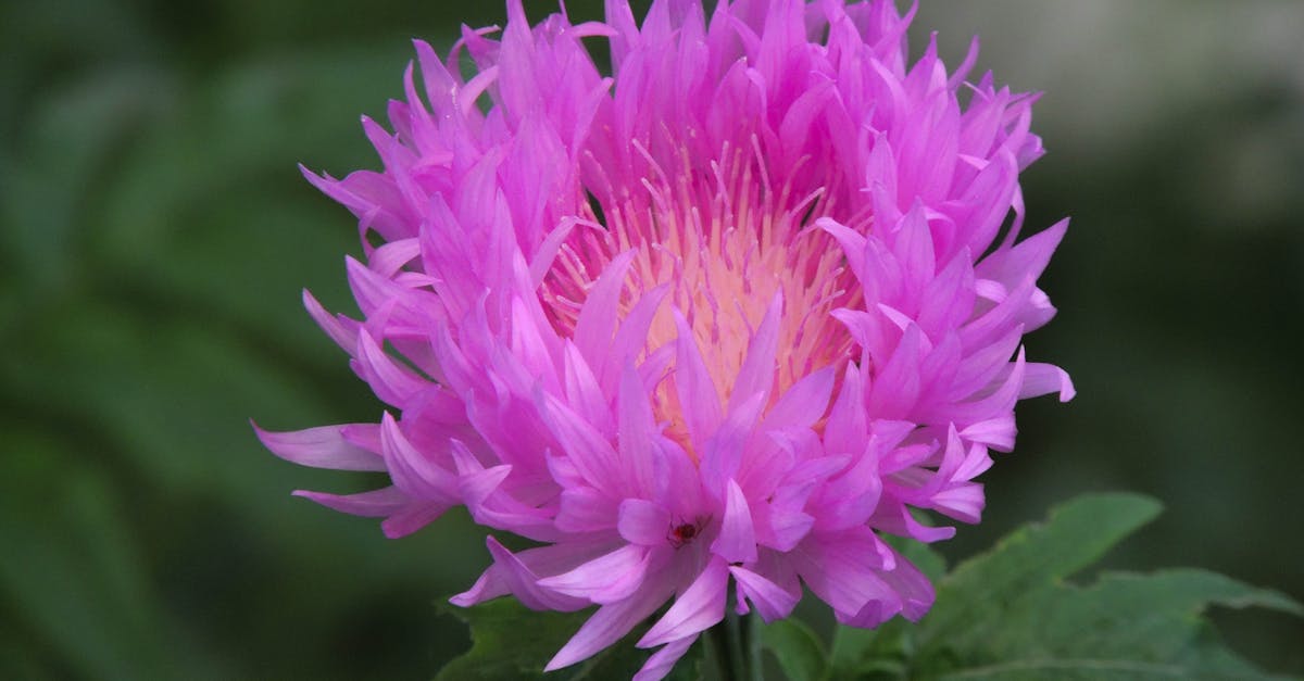 découvrez le jardinage biodynamique, une méthode qui allie agriculture durable et respect de l'écosystème. apprenez à cultiver vos plantes de manière naturelle, en harmonie avec les cycles lunaires et les forces cosmiques, pour des récoltes saines et abondantes.