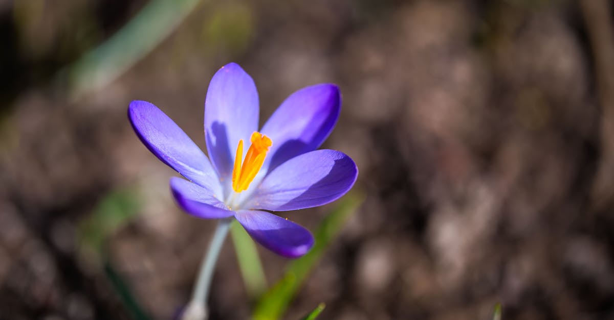 découvrez le jardinage biodynamique, une méthode agricole respectueuse de l'environnement qui intègre les principes de la biodynamie, favorisant la santé des sols, des plantes et des écosystèmes. apprenez à cultiver votre jardin de manière durable et harmonieuse avec la nature.