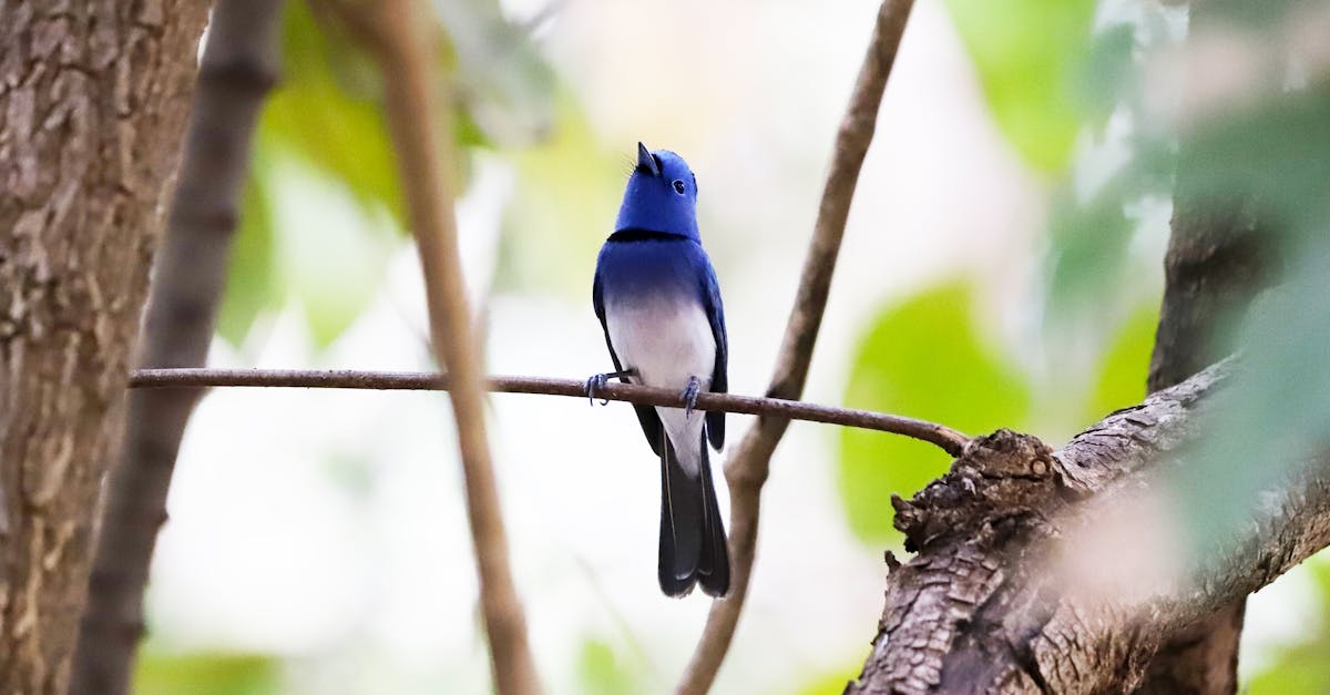 découvrez des méthodes efficaces pour prévenir les collisions d'oiseaux, propageant une prise de conscience sur la protection de la faune et l'amélioration de la cohabitation entre la nature et les infrastructures humaines.