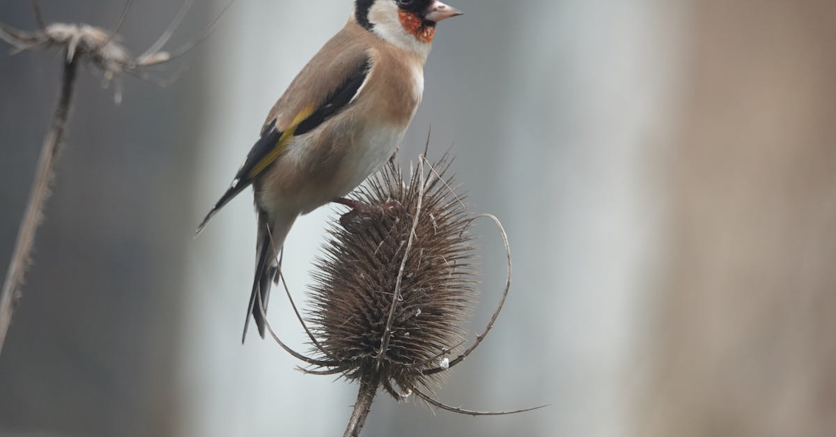 découvrez des stratégies efficaces pour prévenir les collisions d'oiseaux. apprenez les meilleures pratiques et solutions écologiques pour protéger la faune aviaire tout en préservant votre environnement.