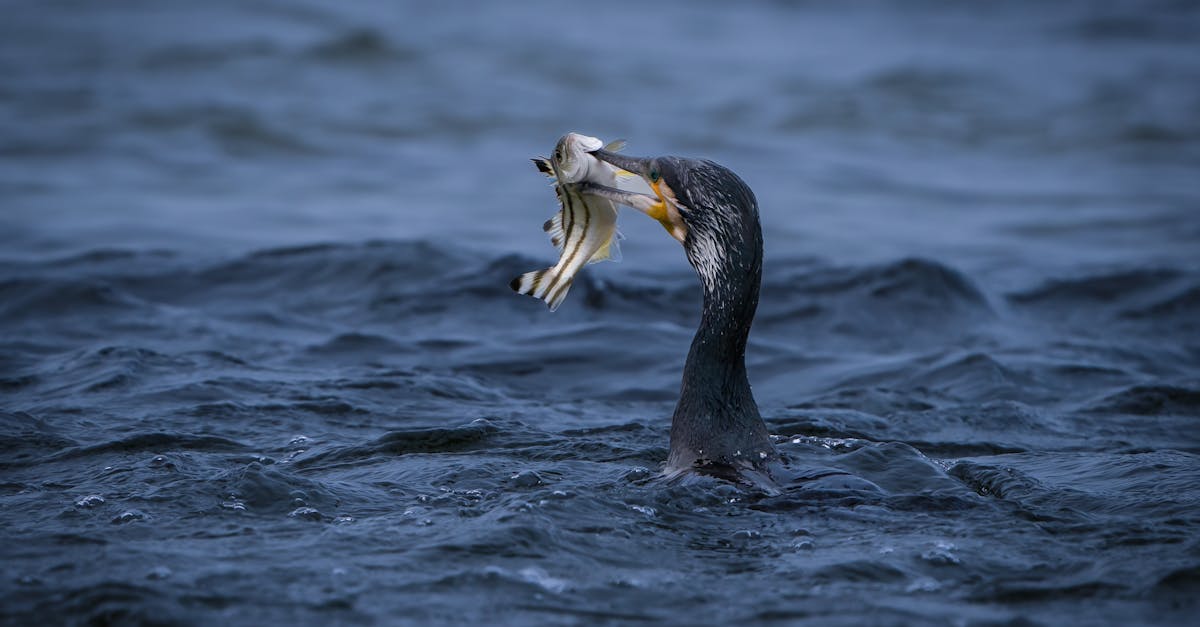 découvrez les meilleures stratégies et technologies pour prévenir les collisions d'oiseaux. protégez la faune aviaire tout en assurant la sécurité des aéronefs grâce à des solutions innovantes et respectueuses de l'environnement.