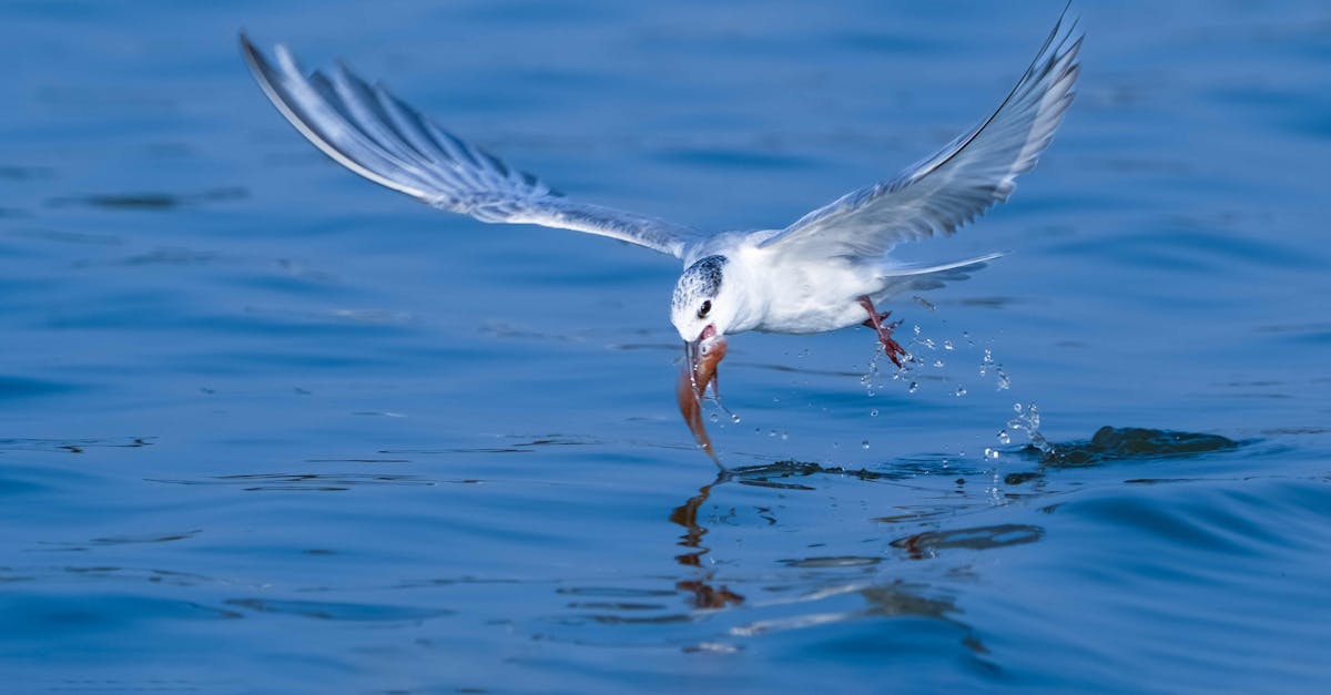 découvrez des solutions innovantes pour prévenir les collisions d'oiseaux, protégeant ainsi la faune tout en préservant l'intégrité des infrastructures. apprenez comment réduire les impacts environnementaux grâce à des stratégies efficaces.