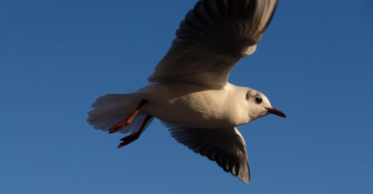 découvrez des stratégies efficaces pour prévenir les collisions d'oiseaux, protégeant ainsi la faune tout en préservant l'environnement. découvrez des solutions innovantes et des pratiques durables pour réduire les accidents liés aux oiseaux dans les zones urbaines et rurales.