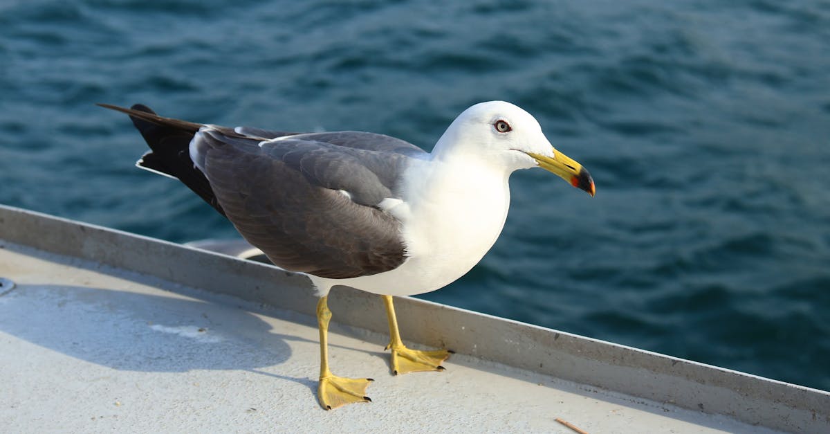 découvrez des recettes délicieuses à base d'oiseaux, allant des plats traditionnels aux créations modernes. apprenez à préparer des mets savoureux et raffinés qui raviront vos convives.