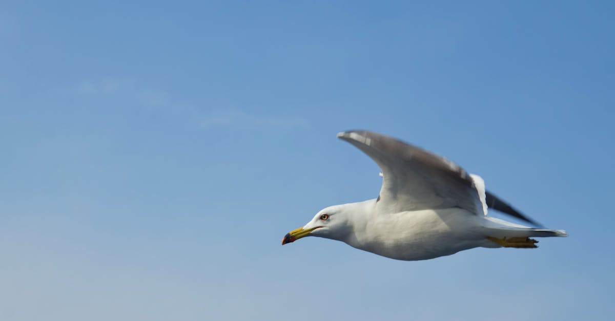 découvrez des recettes savoureuses à base d'oiseaux dans notre guide culinaire. apprenez à préparer des plats traditionnels et innovants qui raviront vos convives et sublimeront vos repas.