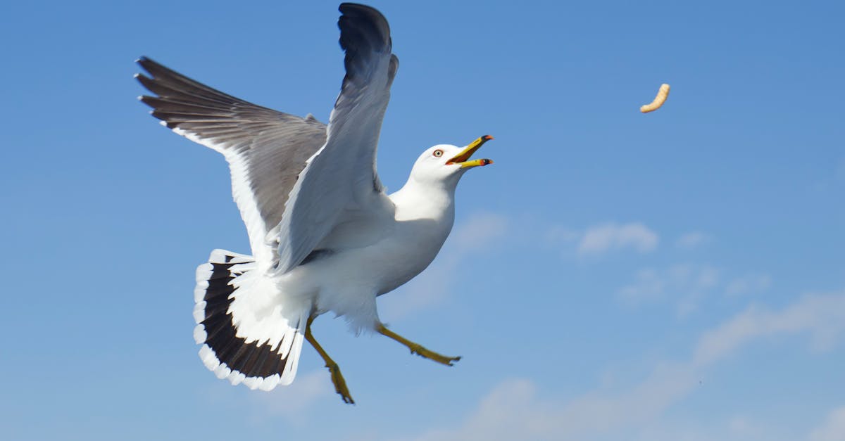 découvrez notre sélection de recettes délicieuses à base d'oiseaux, alliant saveurs authentiques et techniques culinaires raffinées. parfaites pour les amateurs de gastronomie, ces recettes vous permettront d'impressionner vos convives. explorez des plats variés et savoureux à réaliser chez vous.