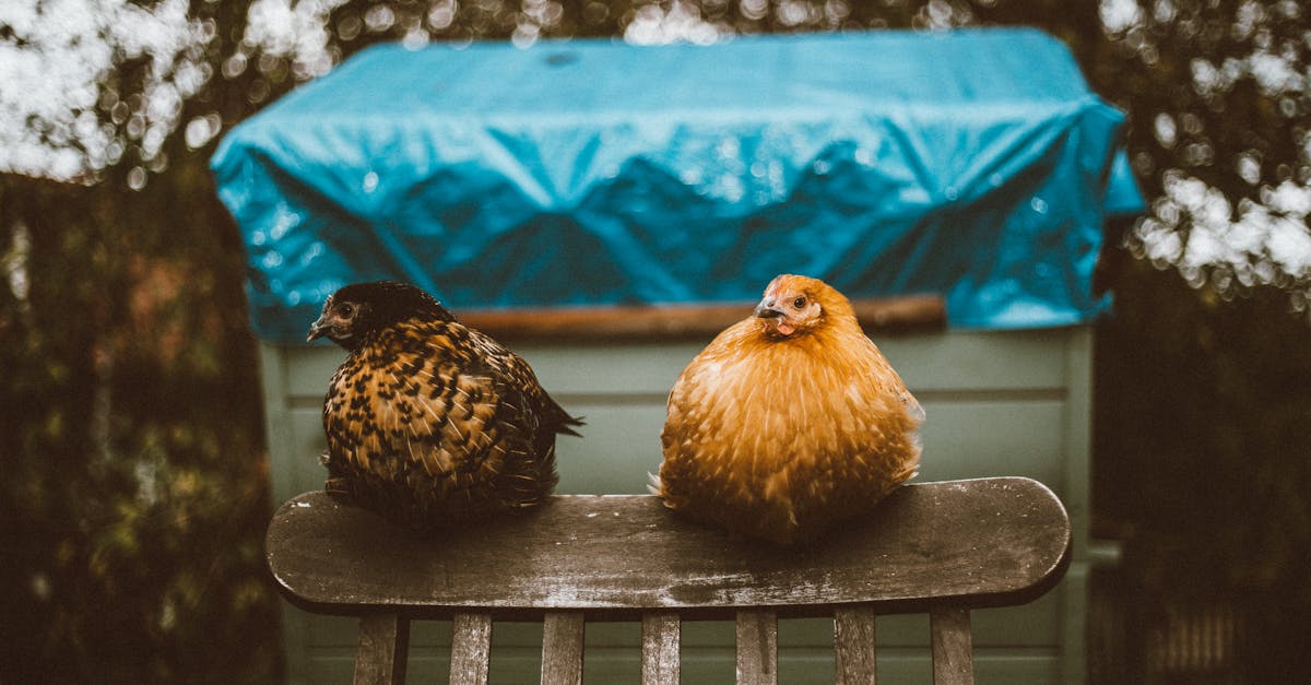 découvrez notre guide complet sur l'installation de votre poulailler. apprenez les étapes essentielles, les matériaux nécessaires et les conseils pratiques pour créer un habitat sûr et confortable pour vos poules.