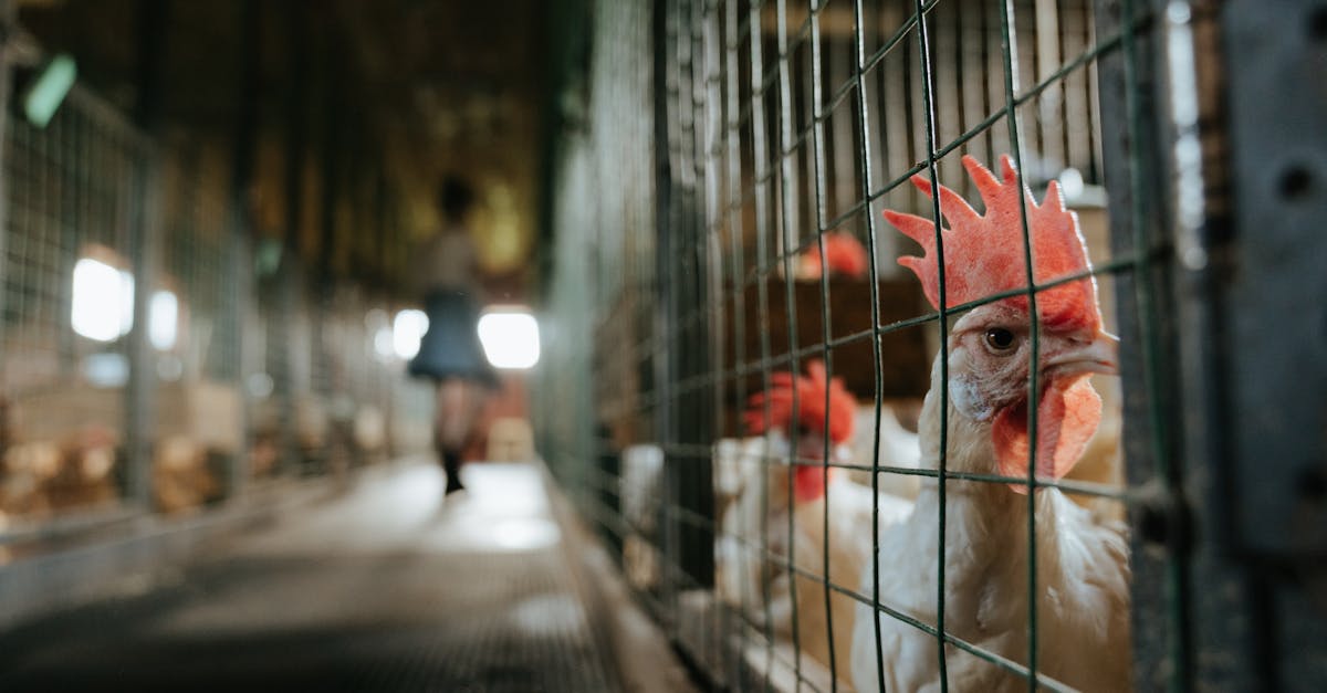 découvrez notre guide complet pour l'installation de poulaillers. apprenez étape par étape comment construire un espace idéal pour vos poules, en garantissant sécurité et confort. suivez nos conseils pratiques pour un poulailler fonctionnel et esthétiquement plaisant.