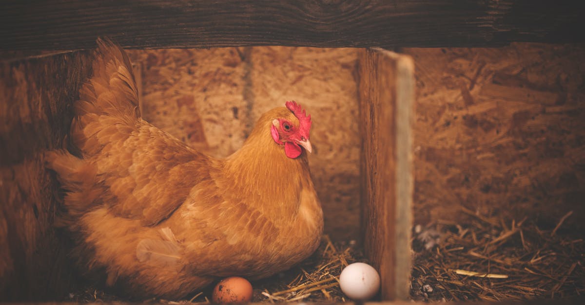 découvrez notre guide complet pour l'installation d'un poulailler. apprenez les meilleures pratiques, les matériaux nécessaires et des astuces pour assurer le bien-être de vos poules dans un environnement sûr et confortable.