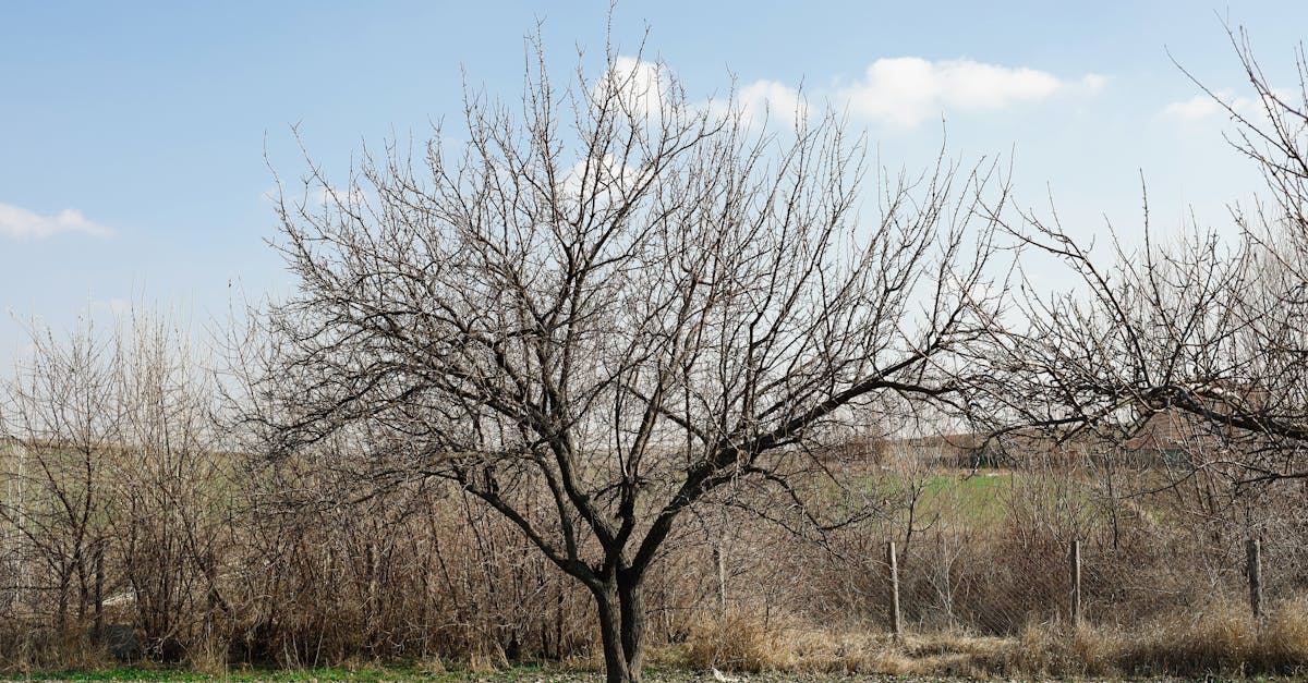 découvrez des solutions et des pratiques éco-responsables pour un mode de vie durable. apprenez à réduire votre empreinte carbone, à choisir des produits respectueux de l'environnement et à promouvoir un avenir plus vert.