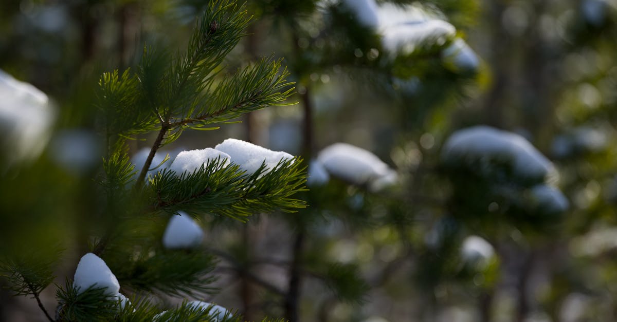 découvrez nos mouchoirs éco-responsables, une alternative durable et écologique pour réduire vos déchets. fabriqués à partir de matériaux naturels, ces mouchoirs réutilisables allient confort et respect de l'environnement, tout en vous offrant une solution pratique et élégante au quotidien.