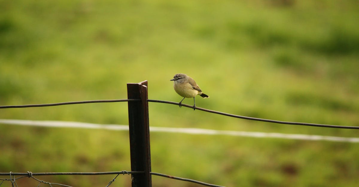 découvrez nos mouchoirs écologiques, une alternative durable et respectueuse de l'environnement. fabriqués à partir de matériaux naturels, ces mouchoirs réutilisables allient confort et éco-responsabilité, réduisant ainsi votre impact écologique tout en prenant soin de votre santé.