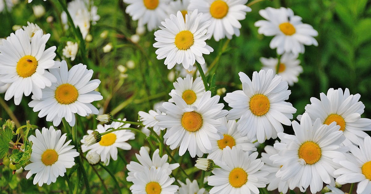 découvrez l'univers enchanteur des motifs floraux avec notre collection unique. parfaits pour ajouter une touche de nature à votre décoration, nos produits floraux allient élégance et fraîcheur. plongez dans un monde de couleurs et de textures qui évoquent la beauté des jardins en fleurs.