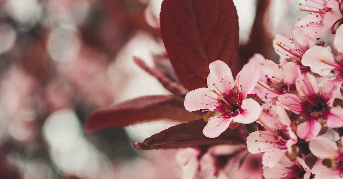 découvrez un univers floral enchanteur, où la beauté des fleurs se mêle à l'art de la décoration et à des conseils pratiques pour égayer votre environnement. plongez dans nos inspirations et créez une atmosphère florale unique chez vous.