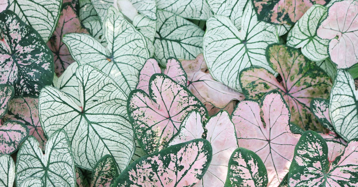 découvrez l'univers floral avec nos conseils de décoration, d'aménagement et d'inspiration pour apporter une touche de nature et de fraîcheur à votre espace. explorez nos idées créatives pour intégrer des éléments floraux au quotidien.