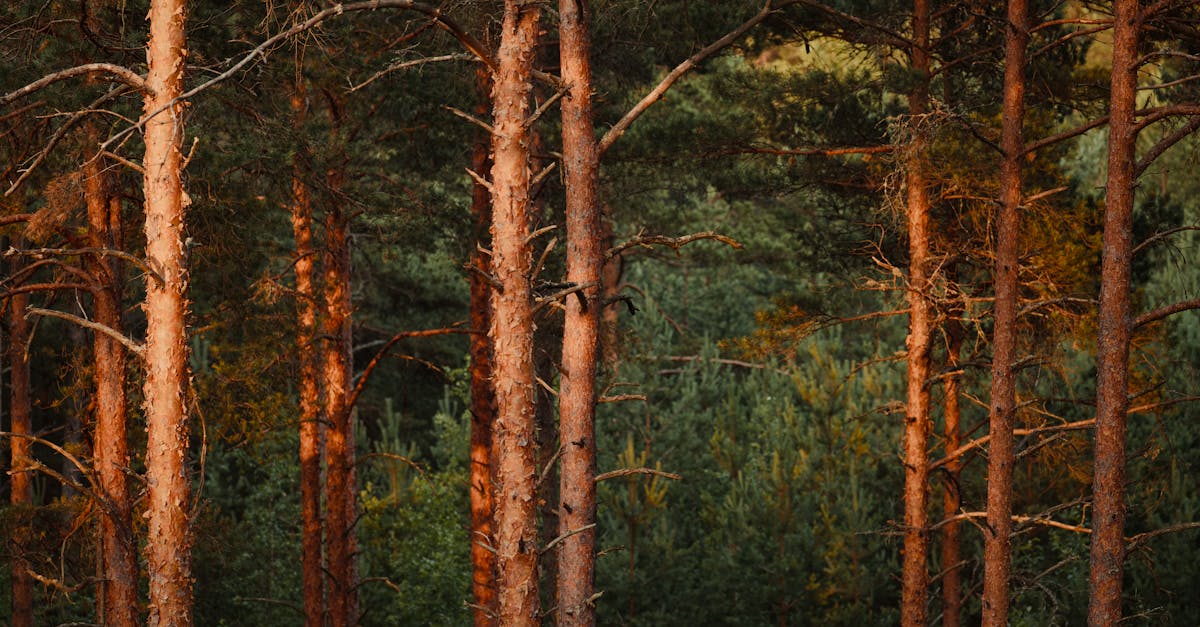 découvrez les bienfaits du bain de forêt, une pratique apaisante qui vous reconnecte à la nature. plongez dans une expérience immersive au cœur des arbres, réduisez le stress et revitalisez votre esprit grâce à des balades en pleine forêt. transformez votre bien-être avec le forest bathing.