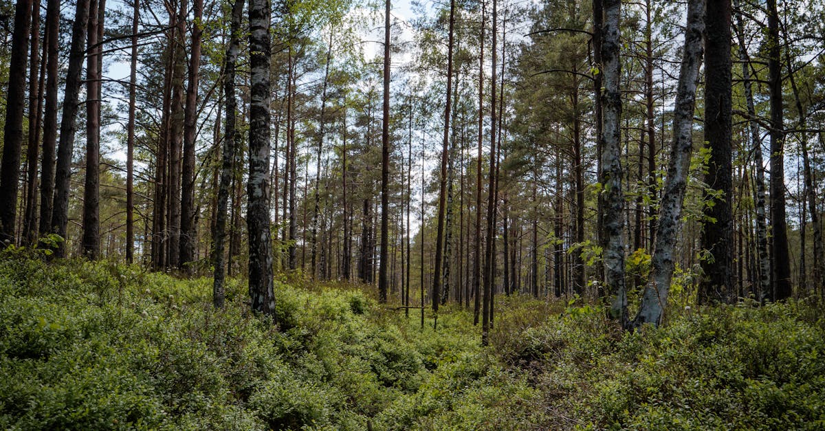 découvrez les bienfaits apaisants du 'forest bathing', une pratique japonaise qui vous invite à vous immerger dans la nature et à reconnecter avec l'environnement. plongez dans une expérience sensorielle unique, réduisez votre stress et revitalisez votre esprit au cœur des forêts.