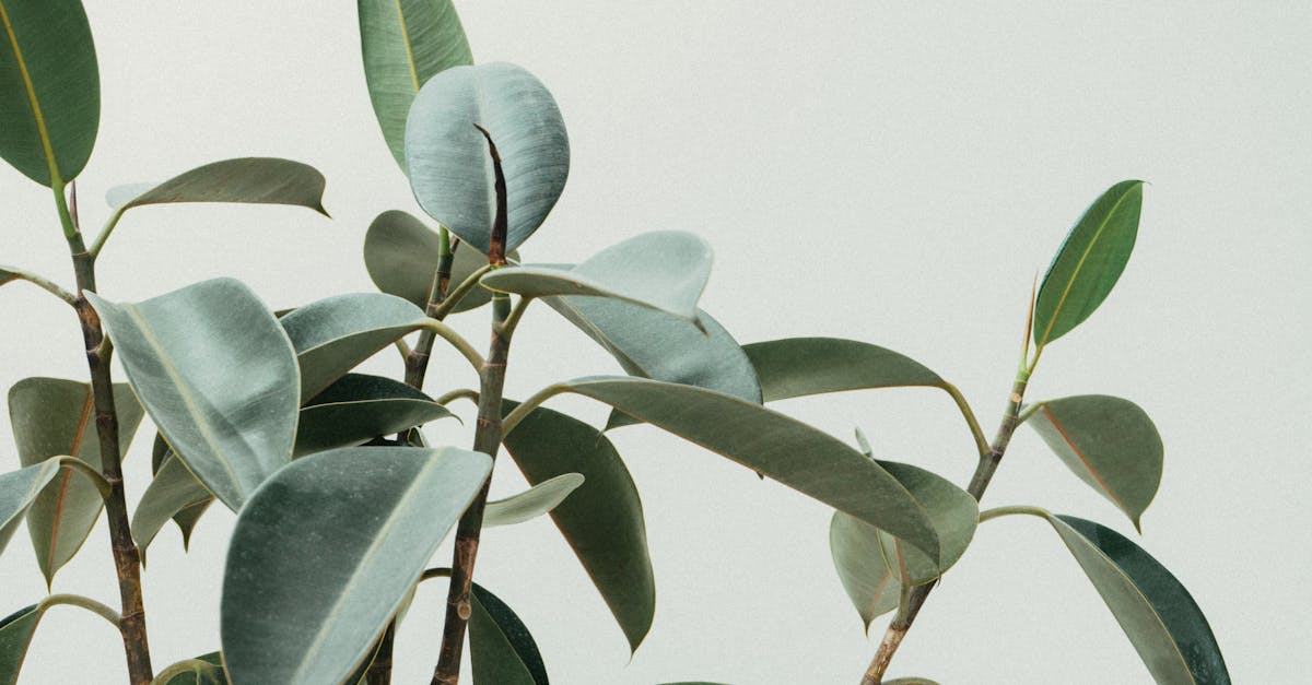 découvrez le jardinage d'intérieur : astuces, techniques et conseils pour cultiver vos plantes facilement chez vous. transformez votre espace de vie en un oasis verdoyant tout en bénéficiant des avantages d'un environnement naturel.