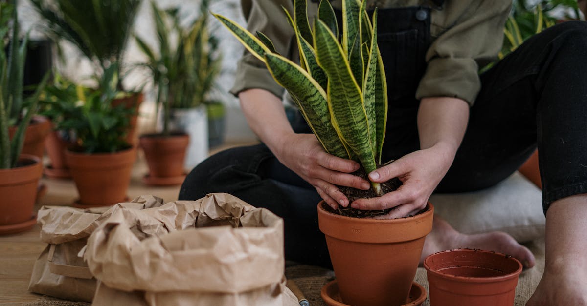 découvrez le jardinage d'intérieur, une pratique idéale pour cultiver vos propres plantes, herbes aromatiques et légumes, même dans un espace restreint. apprenez des conseils utiles, des techniques et des astuces pour un jardin d'intérieur florissant et profitez d'un air pur et d'une ambiance apaisante chez vous.