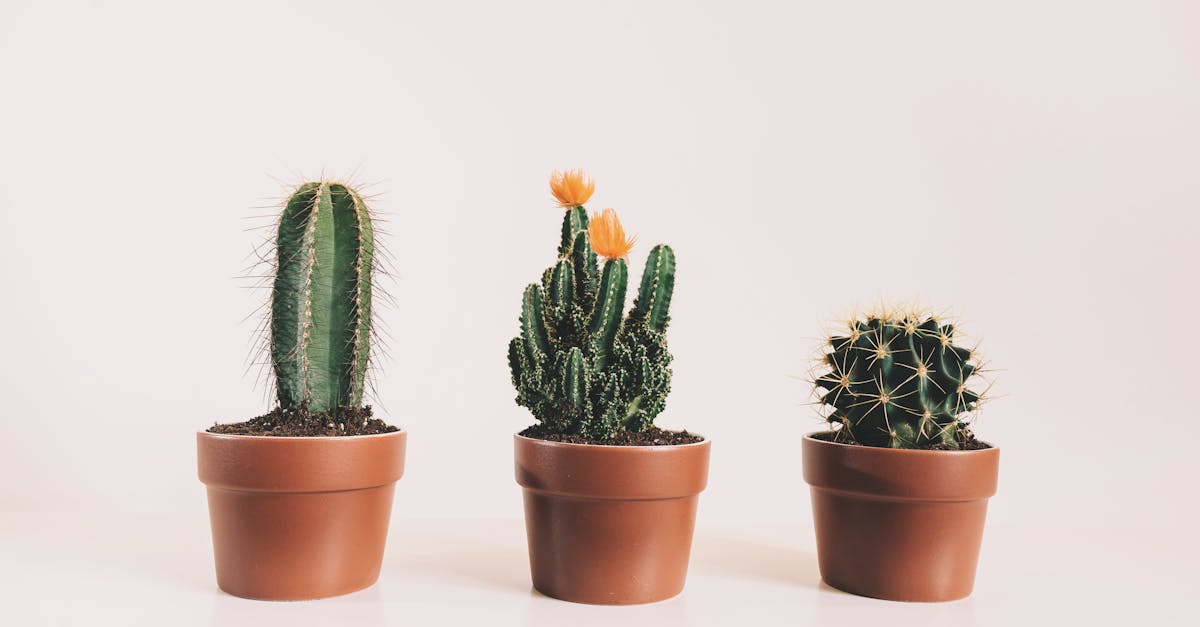 découvrez le jardinage en intérieur, une façon innovante d'apporter la nature chez vous. transformez votre espace de vie en un havre de verdure et apprenez à cultiver facilement des plantes, herbes et légumes tout en améliorant la qualité de l'air et votre bien-être.