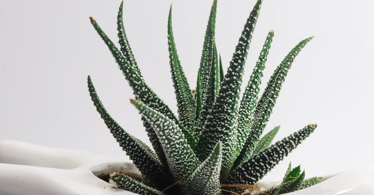 découvrez l'art du jardinage d'intérieur avec nos astuces et conseils pour cultiver des plantes chez vous. transformez votre espace en un havre de verdure, même sans un jardin extérieur !