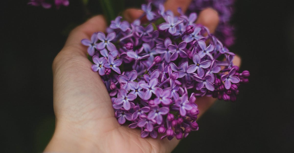 découvrez le lilas, cette plante emblématique aux fleurs parfumées et colorées, symbole de beauté et de renouveau. apprenez tout sur ses variétés, ses soins et son utilisation en jardinage pour égayer votre espace extérieur.