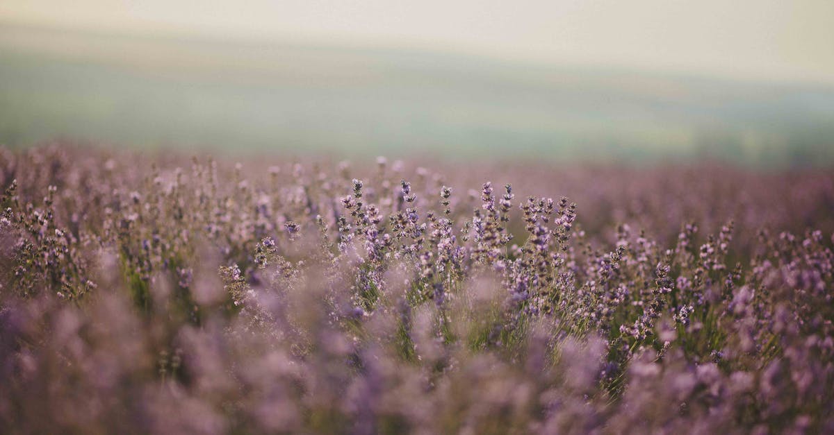 découvrez le lilas, une plante majestueuse aux fleurs enivrantes qui égaye nos jardins au printemps. apprenez à cultiver et entretenir ce symbole de beauté et de douceur.