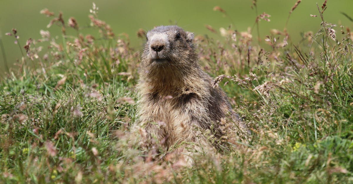découvrez le monde fascinant des marmottes, ces adorables rongeurs des montagnes. apprenez tout sur leur habitat, leur comportement et leurs habitudes alimentaires, et admirez leur rôle essentiel dans l'écosystème alpin. un voyage captivant au cœur de la nature sauvage !