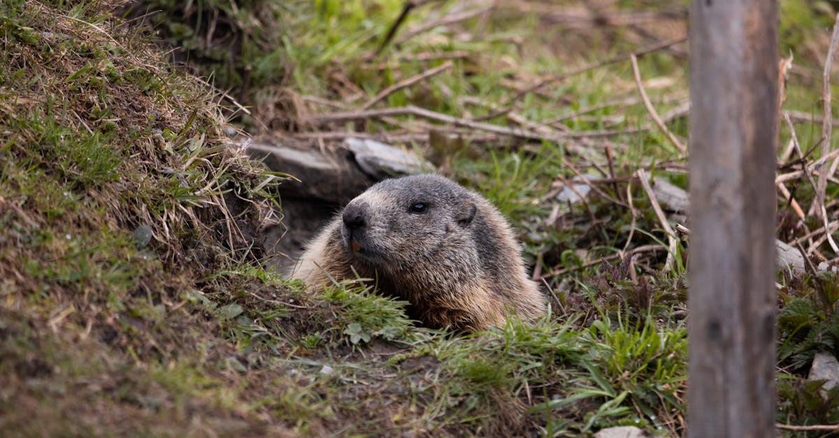 découvrez le monde fascinant des marmottes, ces adorables rongeurs vivant dans les montagnes. apprenez tout sur leur habitat, leur comportement et leur rôle dans l'écosystème. explorez des anecdotes amusantes et des conseils pour les observer dans leur environnement naturel.