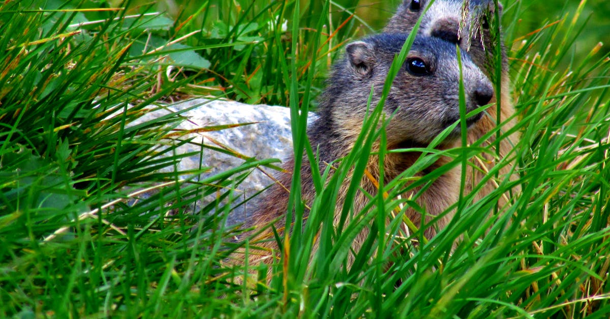 découvrez le monde fascinant des marmottes, ces adorables rongeurs des montagnes. apprenez-en davantage sur leur habitat, leur comportement et leurs caractéristiques uniques qui les rendent si captivantes.