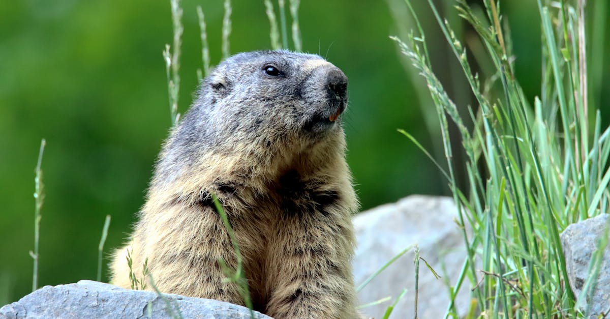 découvrez le monde fascinant des marmottes : des créatures sociables vivant en montagne, leurs habitudes, leur habitat et leur rôle dans l'écosystème. apprenez-en davantage sur ces adorables rongeurs et leur mode de vie étonnant.