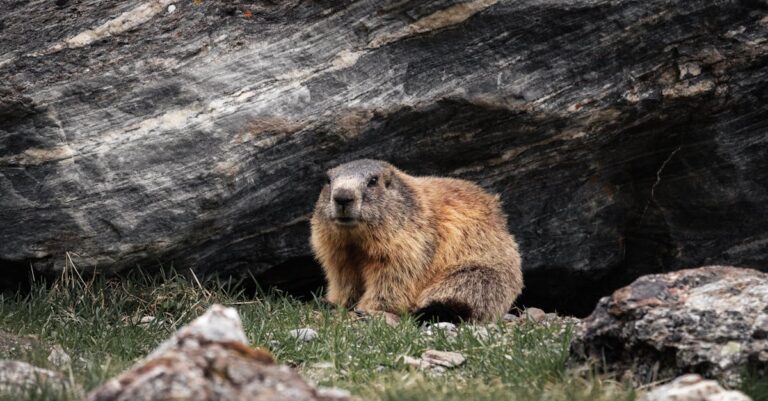 découvrez l'univers fascinant des marmottes, ces adorables rongeurs des montagnes. apprenez tout sur leur habitat, leurs comportements et leur rôle dans l'écosystème. admirez leurs paysages alpins et les merveilleuses anecdotes qui les entourent.