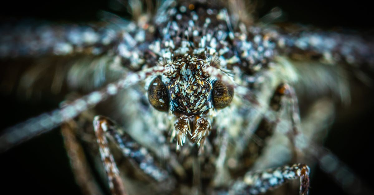 découvrez notre répulsif naturel contre les moustiques, formulé avec des ingrédients sûrs et efficaces pour éloigner ces nuisibles tout en préservant l'environnement. protégez votre peau et profitez de vos moments en plein air sans insectes indésirables.
